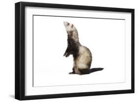 Ferret in Studio-null-Framed Photographic Print