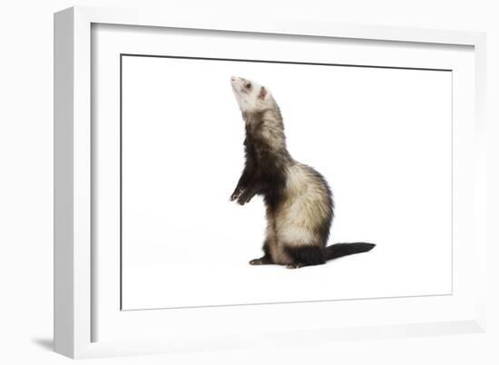 Ferret in Studio-null-Framed Photographic Print