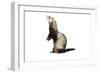 Ferret in Studio-null-Framed Photographic Print