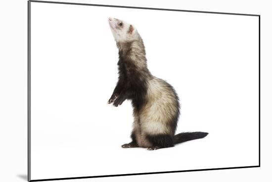 Ferret in Studio-null-Mounted Photographic Print