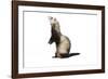 Ferret in Studio-null-Framed Photographic Print