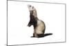 Ferret in Studio-null-Mounted Photographic Print