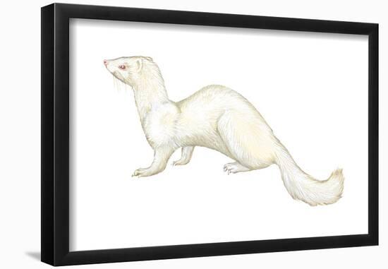 Ferret (Mustela Furo), Mammals-Encyclopaedia Britannica-Framed Poster