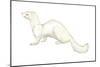 Ferret (Mustela Furo), Mammals-Encyclopaedia Britannica-Mounted Poster