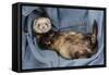 Ferret Sable Colouring Lying on Back-null-Framed Stretched Canvas