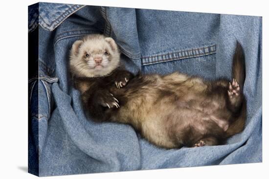 Ferret Sable Colouring Lying on Back-null-Stretched Canvas