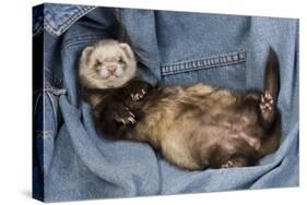 Ferret Sable Colouring Lying on Back-null-Stretched Canvas