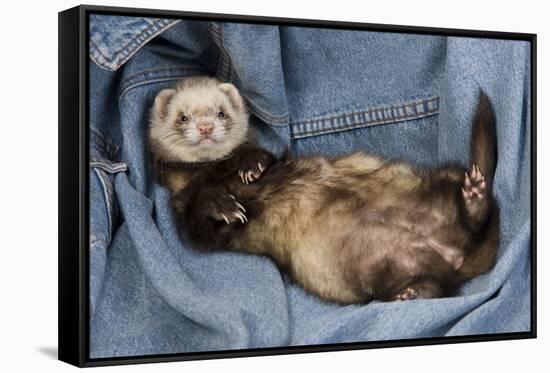 Ferret Sable Colouring Lying on Back-null-Framed Stretched Canvas