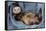 Ferret Sable Colouring Lying on Back-null-Framed Stretched Canvas