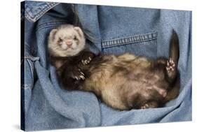 Ferret Sable Colouring Lying on Back-null-Stretched Canvas