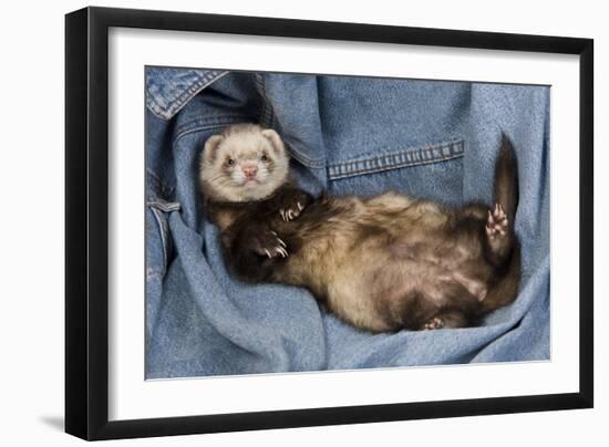 Ferret Sable Colouring Lying on Back-null-Framed Premium Photographic Print