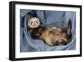 Ferret Sable Colouring Lying on Back-null-Framed Premium Photographic Print