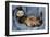 Ferret Sable Colouring Lying on Back-null-Framed Premium Photographic Print