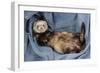 Ferret Sable Colouring Lying on Back-null-Framed Premium Photographic Print