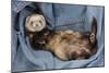 Ferret Sable Colouring Lying on Back-null-Mounted Premium Photographic Print