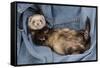 Ferret Sable Colouring Lying on Back-null-Framed Stretched Canvas