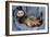 Ferret Sable Colouring Lying on Back-null-Framed Photographic Print