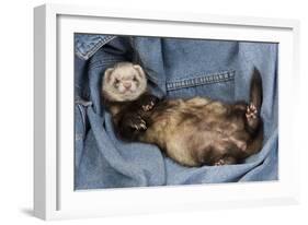 Ferret Sable Colouring Lying on Back-null-Framed Photographic Print