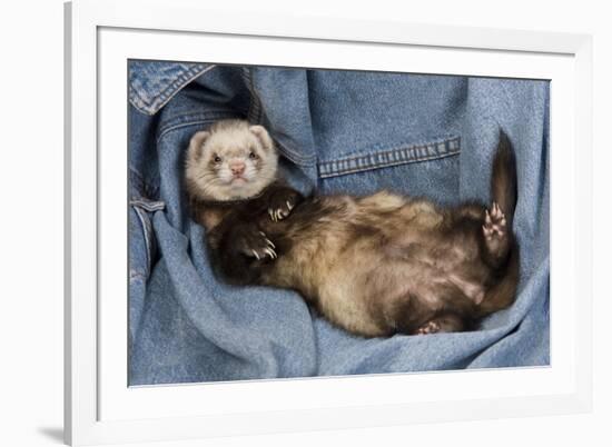 Ferret Sable Colouring Lying on Back-null-Framed Photographic Print