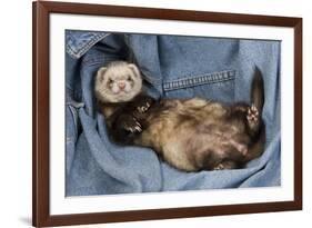 Ferret Sable Colouring Lying on Back-null-Framed Photographic Print