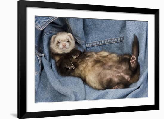 Ferret Sable Colouring Lying on Back-null-Framed Photographic Print