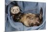 Ferret Sable Colouring Lying on Back-null-Mounted Photographic Print