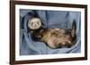 Ferret Sable Colouring Lying on Back-null-Framed Photographic Print