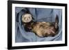 Ferret Sable Colouring Lying on Back-null-Framed Photographic Print