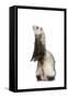 Ferret Sable Colouring on Hind Legs in Studio-null-Framed Stretched Canvas