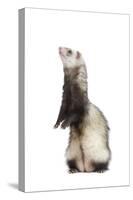 Ferret Sable Colouring on Hind Legs in Studio-null-Stretched Canvas