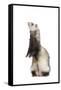 Ferret Sable Colouring on Hind Legs in Studio-null-Framed Stretched Canvas