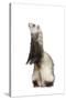 Ferret Sable Colouring on Hind Legs in Studio-null-Stretched Canvas