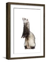 Ferret Sable Colouring on Hind Legs in Studio-null-Framed Photographic Print