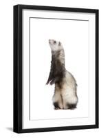 Ferret Sable Colouring on Hind Legs in Studio-null-Framed Photographic Print