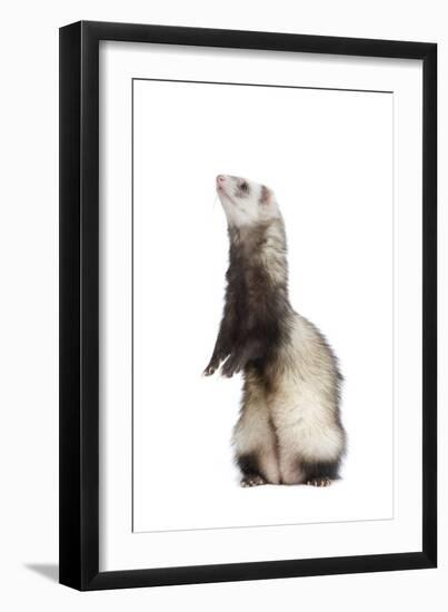 Ferret Sable Colouring on Hind Legs in Studio-null-Framed Photographic Print