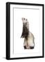 Ferret Sable Colouring on Hind Legs in Studio-null-Framed Photographic Print