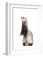 Ferret Sable Colouring on Hind Legs in Studio-null-Framed Photographic Print