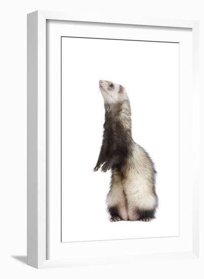 Ferret Sable Colouring on Hind Legs in Studio-null-Framed Photographic Print