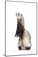 Ferret Sable Colouring on Hind Legs in Studio-null-Mounted Photographic Print