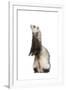 Ferret Sable Colouring on Hind Legs in Studio-null-Framed Photographic Print