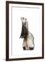 Ferret Sable Colouring on Hind Legs in Studio-null-Framed Photographic Print