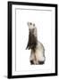 Ferret Sable Colouring on Hind Legs in Studio-null-Framed Photographic Print