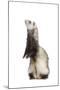 Ferret Sable Colouring on Hind Legs in Studio-null-Mounted Photographic Print
