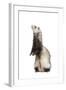 Ferret Sable Colouring on Hind Legs in Studio-null-Framed Photographic Print