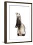 Ferret Sable Colouring on Hind Legs in Studio-null-Framed Photographic Print