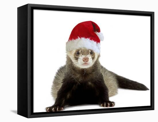 Ferret Wearing Christmas Hat-null-Framed Stretched Canvas