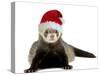 Ferret Wearing Christmas Hat-null-Stretched Canvas