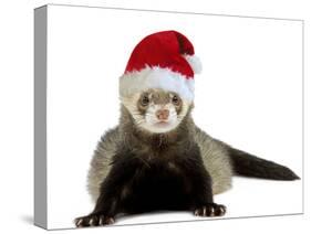 Ferret Wearing Christmas Hat-null-Stretched Canvas