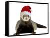 Ferret Wearing Christmas Hat-null-Framed Stretched Canvas