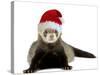 Ferret Wearing Christmas Hat-null-Stretched Canvas